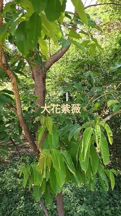 植物介紹|認識植物